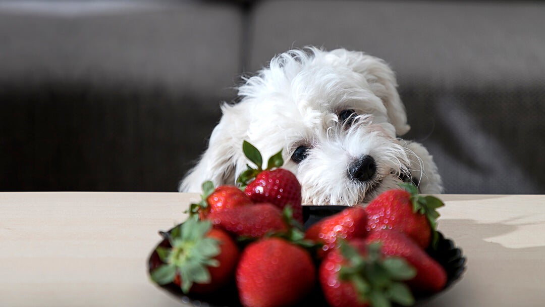 Can chihuahuas eat strawberries 2025